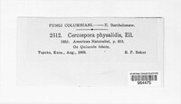 Cercospora physalidis image